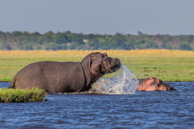 054 Botswana, Chobe NP, nijlpaarden.jpg